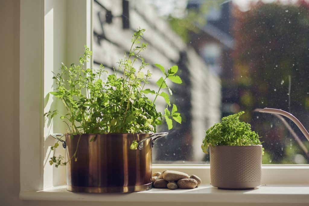 Indoor Plants For Sale